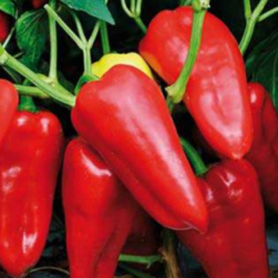 НАЙС F1 перец Саката