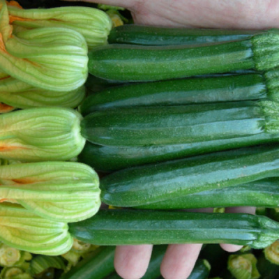 САЛЬВАДОР F1 кабачок Энза Заден