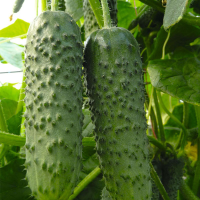 АМУР F1 огурец Бейо (1000)