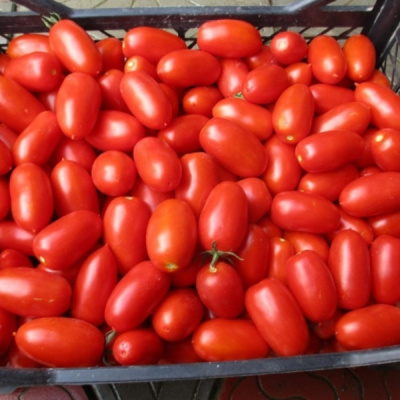 ФРАМБО F1 томат Хазера (1 000 шт)