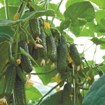 ЭКОЛЬ F1 огурец Сингента