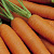 ТI-134 F1 морковь Энза Заден (2.4-2.6)