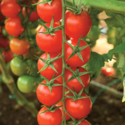 СЕНТИНО F1 томат Вильморин