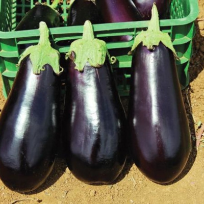 КЛАССИК F1 баклажан Вильморин