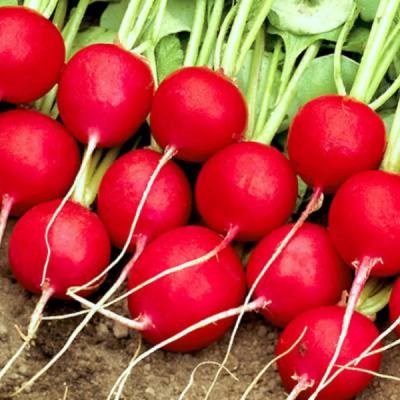 СЕЛЕСТА F1 редис Энза Заден (3.00-3.25)