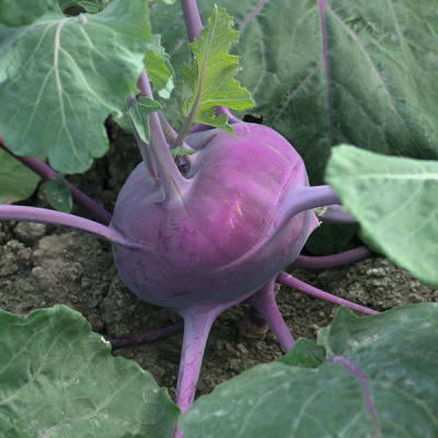 КОЛИБРИ F1 кольраби Бейо