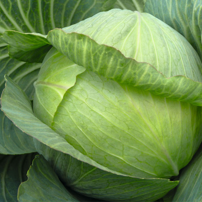 ПАРАДОКС F1 капуста белокочанная Бейо 100 000