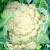 АБЕНИ F1 капуста цветная Семинис
