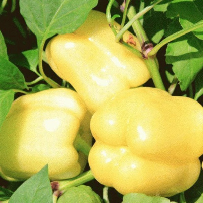 БЕЛАДОННА F1 перец Семинис