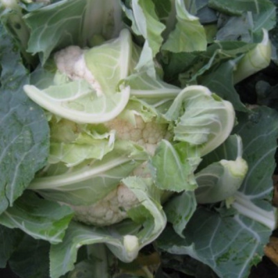 РАУЛЬ F1 капуста цветная Хазера