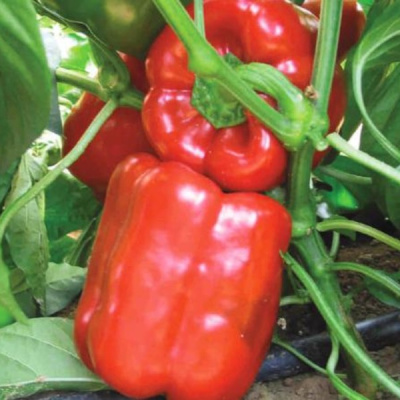 ГЕРКУЛЕС F1 перец Вильморин