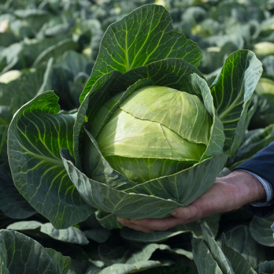 АМАЗОН F1 капуста белокочанная Бейо