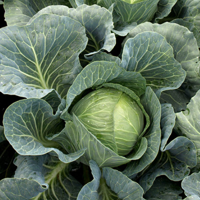 ВЕРДЕКО F1 капуста белокочанная Энза Заден