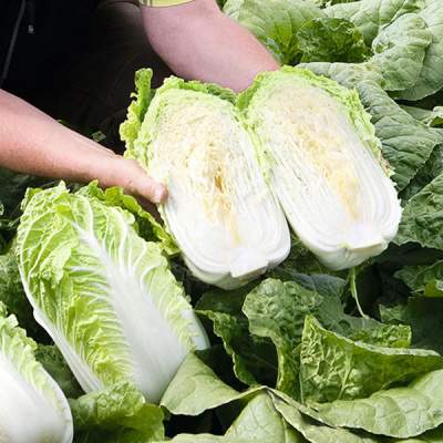 ЭМИКО F1 капуста пекинская Бейо