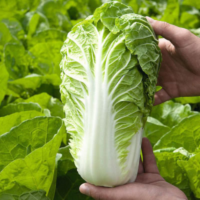 МАНОКО F1 капуста пекинская Бейо