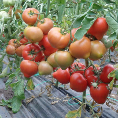 САЙМОН F1 томат Энза Заден