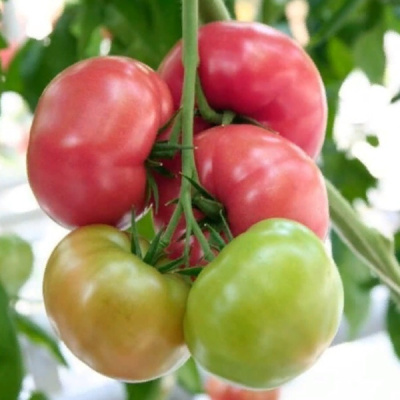 КИОТО F1 томат Гавриш (500)