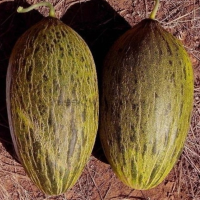 СИСАЛО F1 дыня Энза Заден