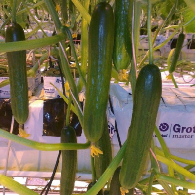 БАЛТИК F1 огурец Гавриш