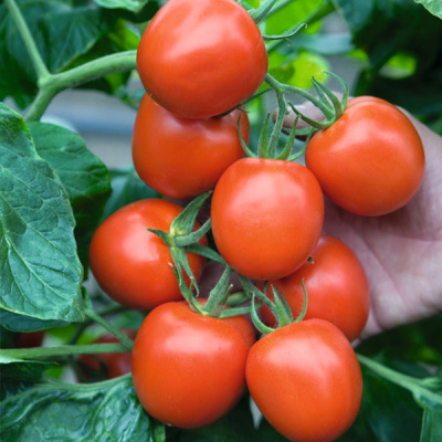 РИЧИ F1 томат Бейо