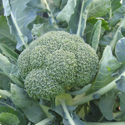 ФИЕСТА F1 брокколи Бейо