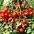 РЭПИД F1 томат Семинис, 1000шт