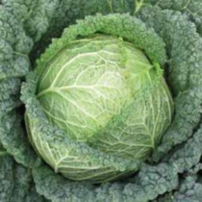 СЕРПАНТИН F1 капуста савойская Хазера