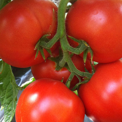 АГИЛИС F1 томат Энза Заден