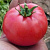 РОЗАЛИЗА F1 томат Семинис