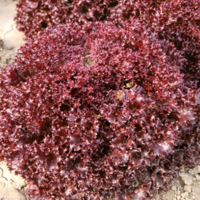 РАСТА F1 салат лолло росса Энза Заден