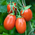 СИРТАКИ F1 томат Гавриш