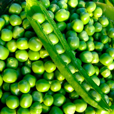 МУЦИО F1 горох Сингента (100 000 шт)