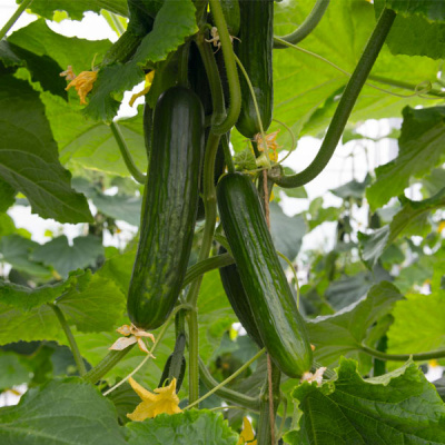 ЙИЛДО F1 огурец Бейо