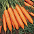 БАНГОР F1 морковь Бейо (2.4-2.6)