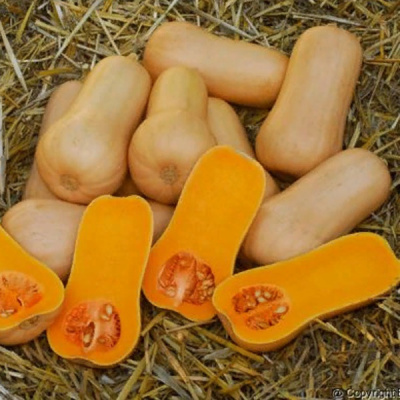 ПЛУТО F1 тыква Саката