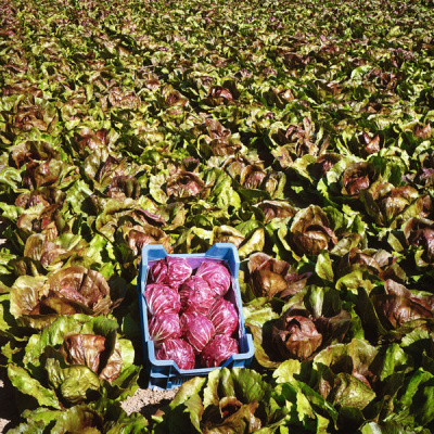 ИНДИГО F1 цикорий Бейо