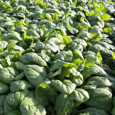 РЕМБОР F1 шпинат Бейо