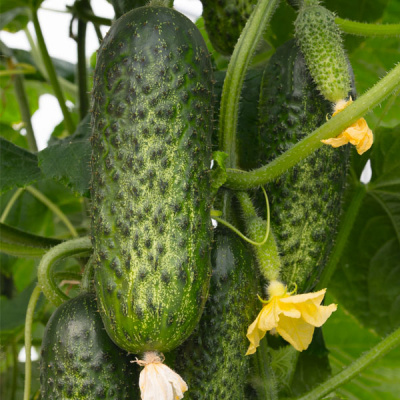 АМАРОК F1 огурец Бейо (1000)