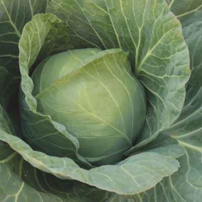 ЧИТА F1 капуста белокочанная Энза Заден