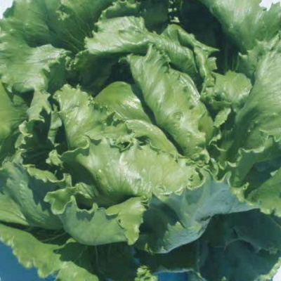 КАРТАГОНОВА F1 салат Семинис, 10 гр