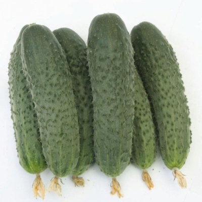 АТАМАН F1 огурец Гавриш