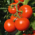 АКДЕНИЗ F1 томат Гавриш