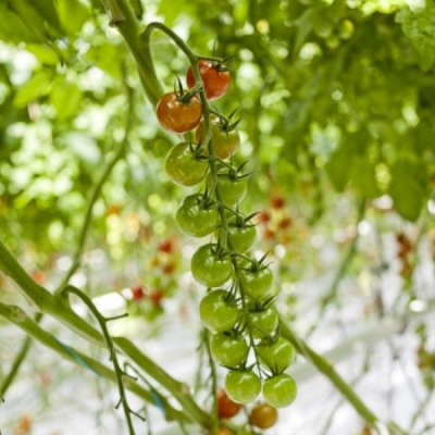 ДЕЛТАРИ F1 томат Райк Цваан