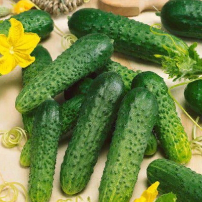 ПИРУЭТ F1 огурец Гавриш