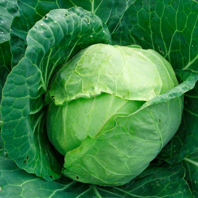 КИЛАГРЕГ F1 капуста белокочанная Сингента