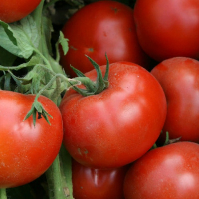 ЛОДЖЕЙН F1 томат Энза Заден