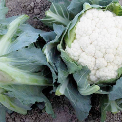 ТЕЛЕРДЖИ F1 капуста цветная Энза Заден