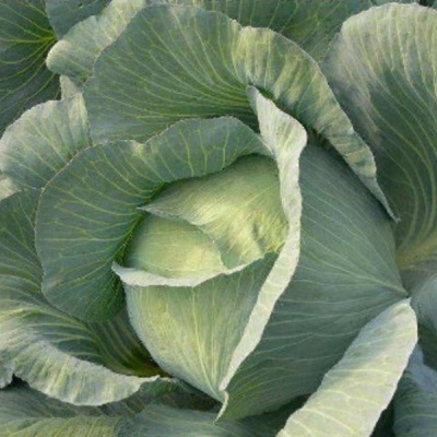 ФАЙТЕР F1 капуста белокочанная Саката