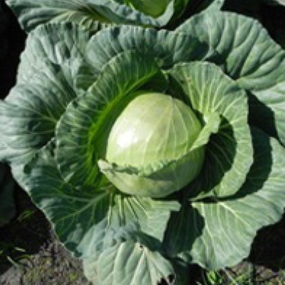 ЧАМП F1 капуста белокочанная Семинис