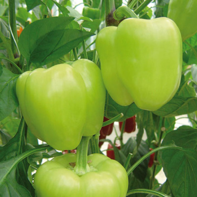 ЛОЗОРНО F1 перец Энза Заден